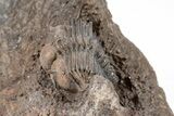Spiny Cyphaspides Ammari Trilobite - Exceptional Detail #210209-4